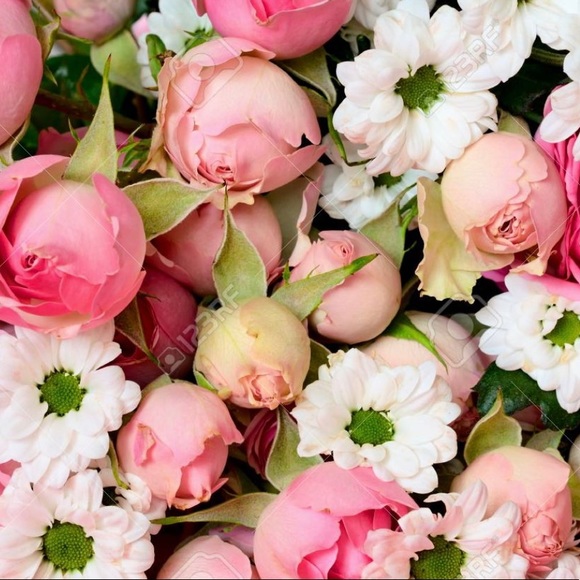 Meet your Posher, Daisy - Picture 1 of 1